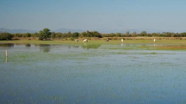 Parc Naturel des Aiguamolls de lEmporda